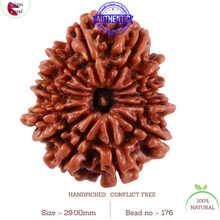 Load image into Gallery viewer, 13 Mukhi Nepalese Rudraksha - Bead No. 176
