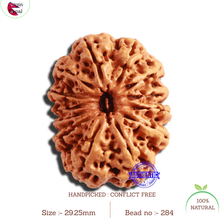 Load image into Gallery viewer, 13 Mukhi Nepalese Rudraksha - Bead No. 284
