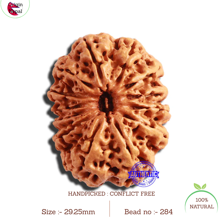 13 Mukhi Nepalese Rudraksha - Bead No. 284