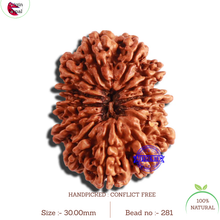Load image into Gallery viewer, 13 Mukhi Nepalese Rudraksha - Bead No. 281
