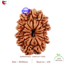 Load image into Gallery viewer, 13 Mukhi Nepalese Rudraksha - Bead No. 135
