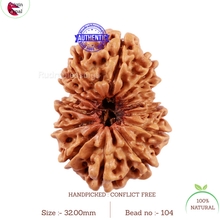 Load image into Gallery viewer, 13 Mukhi Nepalese Rudraksha - Bead No 104

