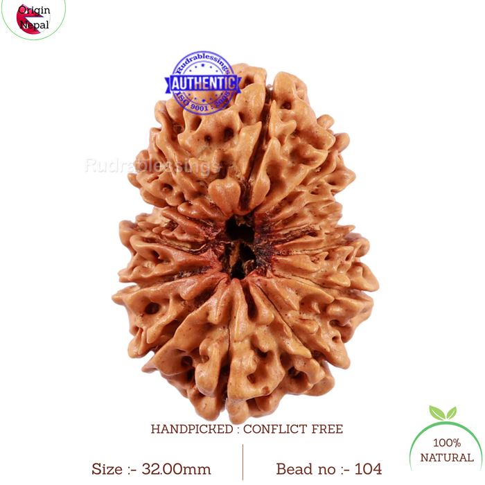13 Mukhi Nepalese Rudraksha - Bead No 104