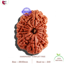 Load image into Gallery viewer, 12 Mukhi Nepalese Rudraksha - Bead No 219
