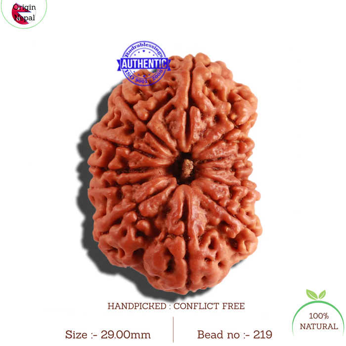 12 Mukhi Nepalese Rudraksha - Bead No 219