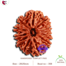 Load image into Gallery viewer, 12 Mukhi Nepalese Rudraksha - Bead No. 358
