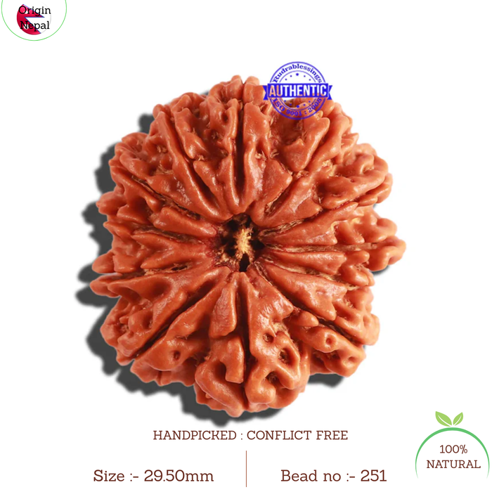 12 Mukhi Nepalese Rudraksha - Bead No. 251