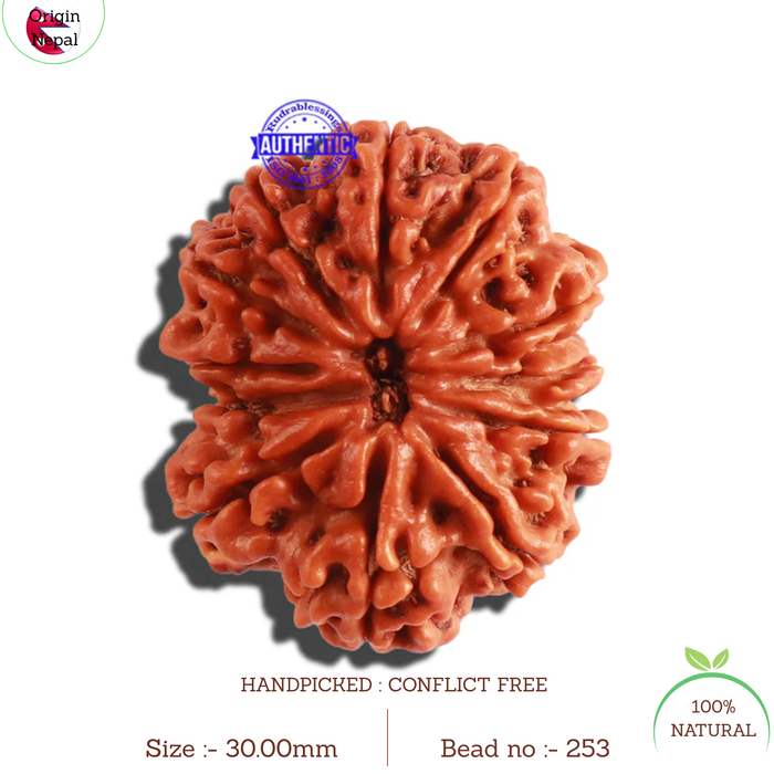 12 Mukhi Nepalese Rudraksha - Bead No. 253