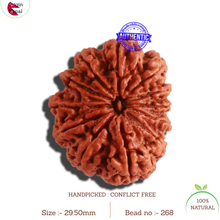 Load image into Gallery viewer, 12 Mukhi Nepalese Rudraksha - Bead No. 268
