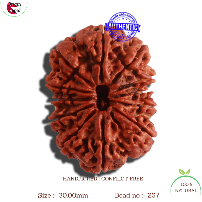 12 Mukhi Nepalese Rudraksha - Bead No. 267