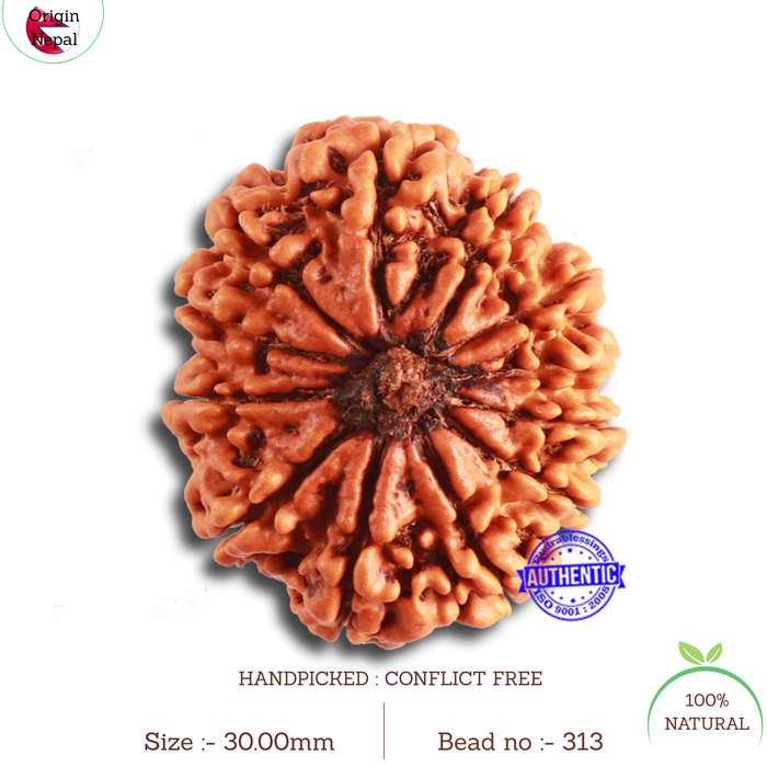12 Mukhi Nepalese Rudraksha - Bead No. 313