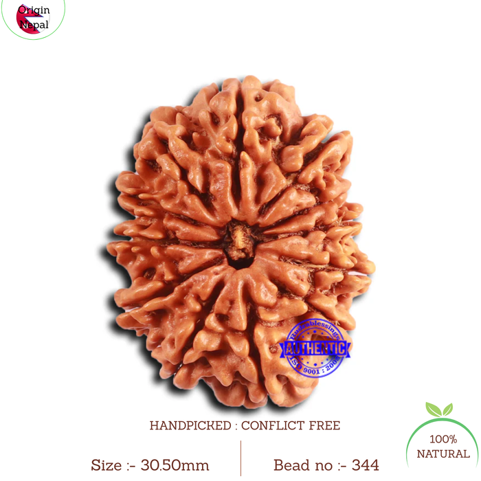 12 Mukhi Nepalese Rudraksha - Bead No. 344