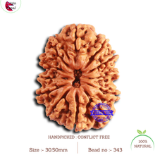 Load image into Gallery viewer, 12 Mukhi Nepalese Rudraksha - Bead No. 343
