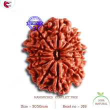 Load image into Gallery viewer, 12 Mukhi Nepalese Rudraksha - Bead No. 318
