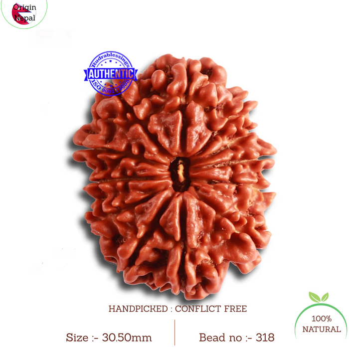 12 Mukhi Nepalese Rudraksha - Bead No. 318