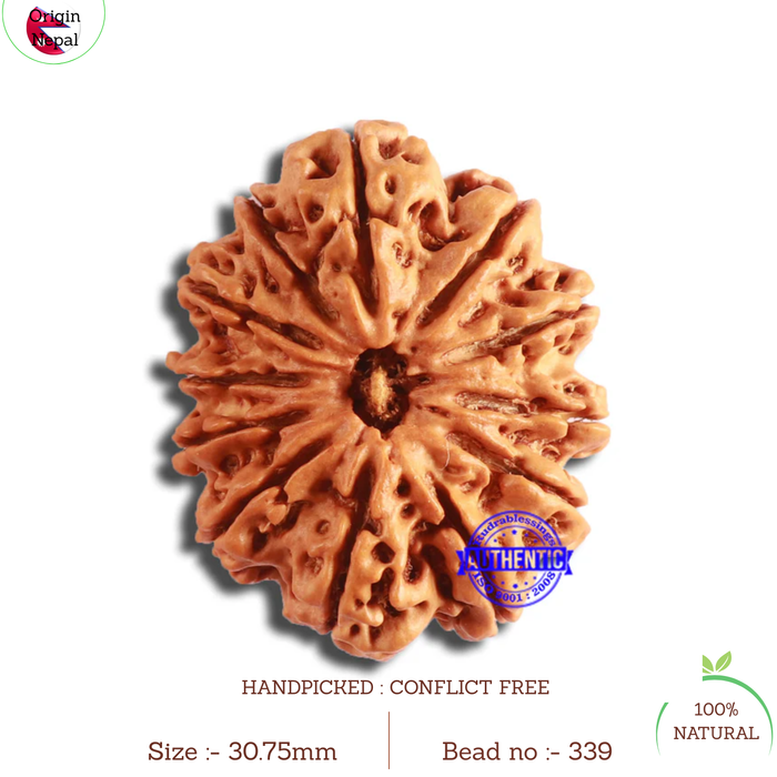 12 Mukhi Nepalese Rudraksha - Bead No. 339