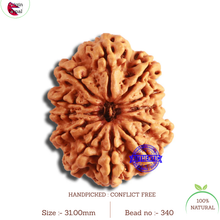 Load image into Gallery viewer, 12 Mukhi Nepalese Rudraksha - Bead No 340
