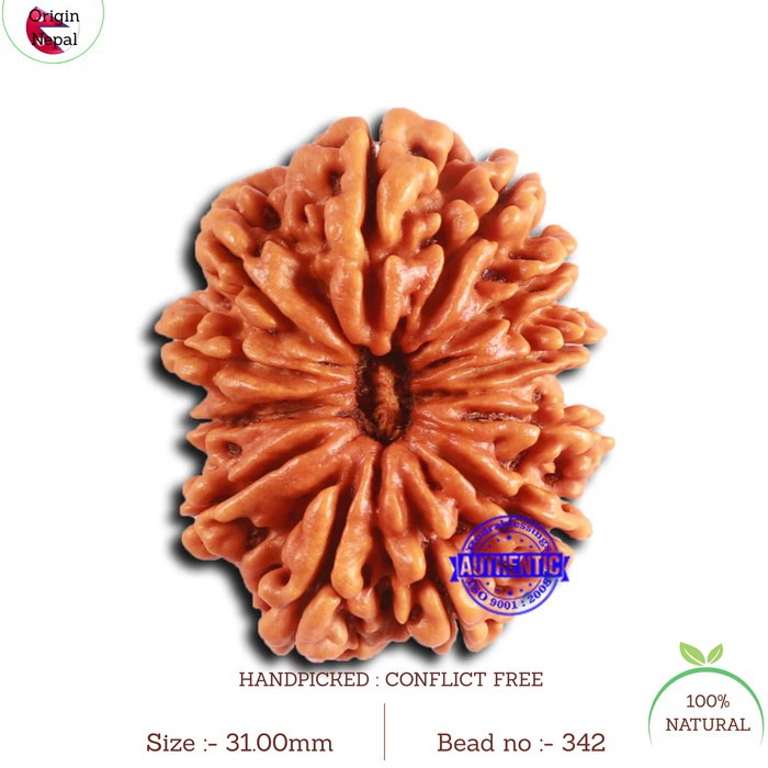 12 Mukhi Nepalese Rudraksha - Bead No 342