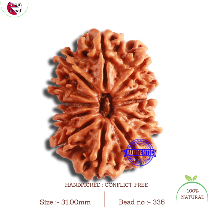 12 Mukhi Nepalese Rudraksha - Bead No 336
