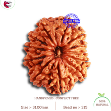 Load image into Gallery viewer, 12 Mukhi Nepalese Rudraksha - Bead No 315
