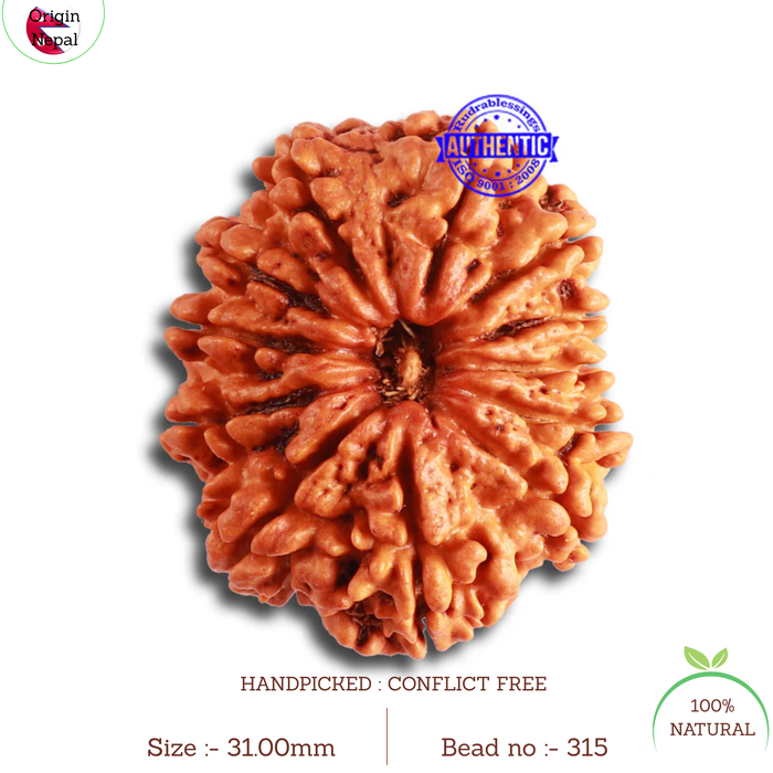 12 Mukhi Nepalese Rudraksha - Bead No 315