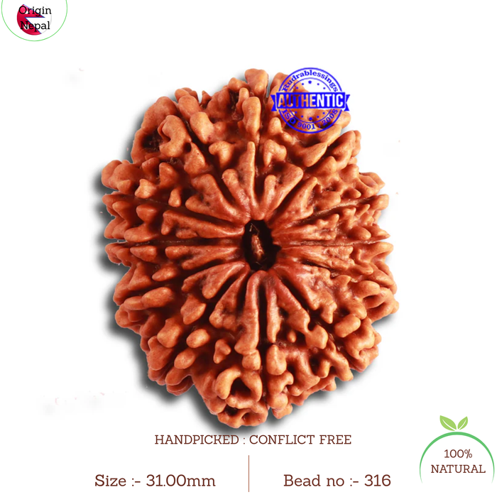 12 Mukhi Nepalese Rudraksha - Bead No 316