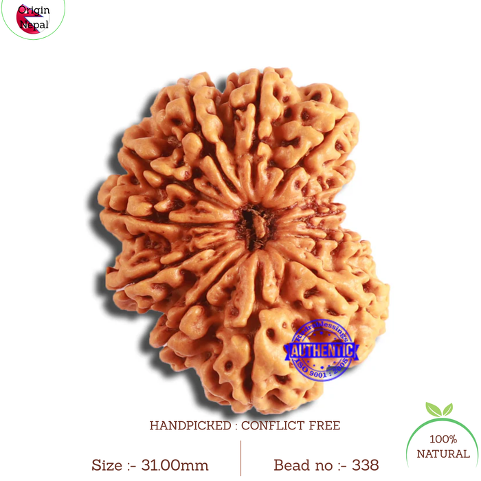 12 Mukhi Nepalese Rudraksha - Bead No 338