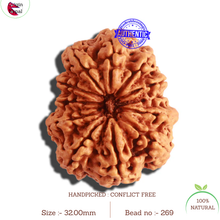 Load image into Gallery viewer, 12 Mukhi Nepalese Rudraksha - Bead No 269
