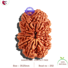 Load image into Gallery viewer, 12 Mukhi Nepalese Rudraksha - Bead No. 252
