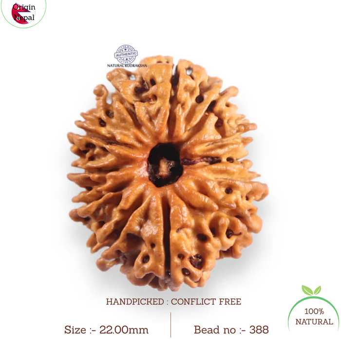 12 Mukhi Nepalese Rudraksha - Bead No 388