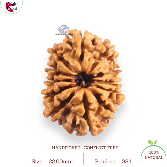 12 Mukhi Nepalese Rudraksha - Bead No 384