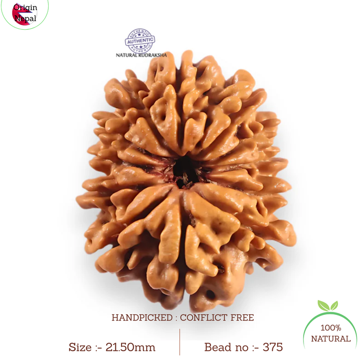 12 Mukhi Nepalese Rudraksha - Bead No 375