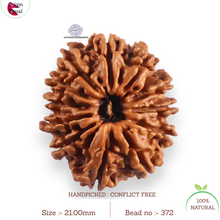 Load image into Gallery viewer, 12 Mukhi Nepalese Rudraksha - Bead No 372
