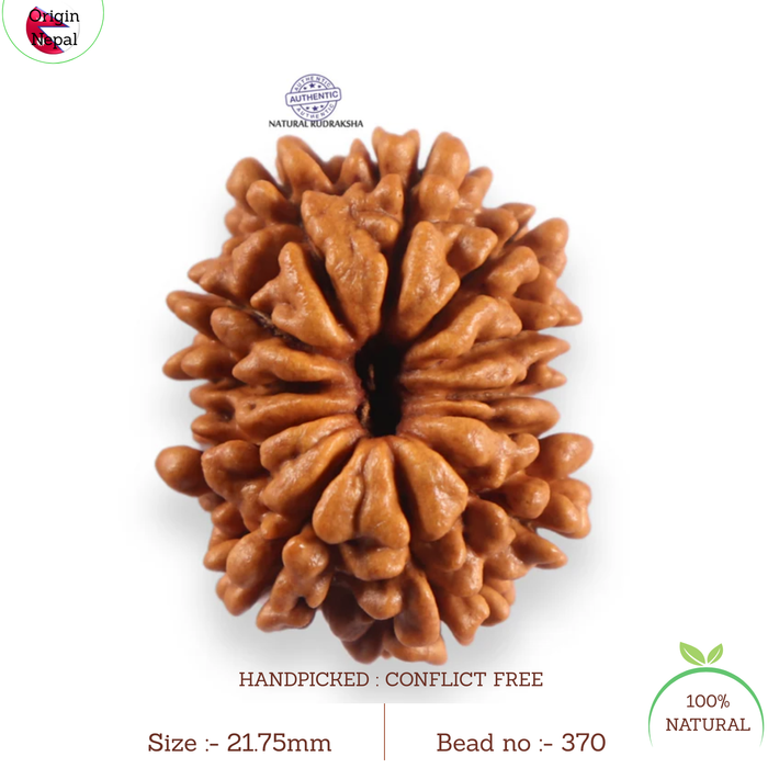 12 Mukhi Nepalese Rudraksha - Bead No 370