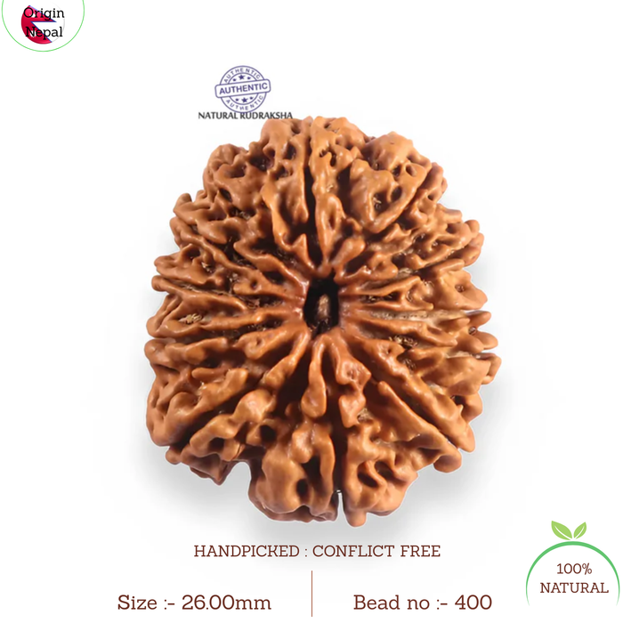 12 Mukhi Nepalese Rudraksha - Bead No 400