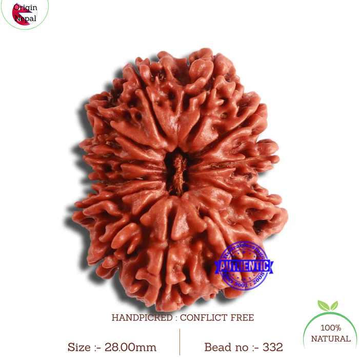 12 Mukhi Nepalese Rudraksha - Bead No. 332