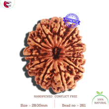 Load image into Gallery viewer, 12 Mukhi Nepalese Rudraksha - Bead No. 261
