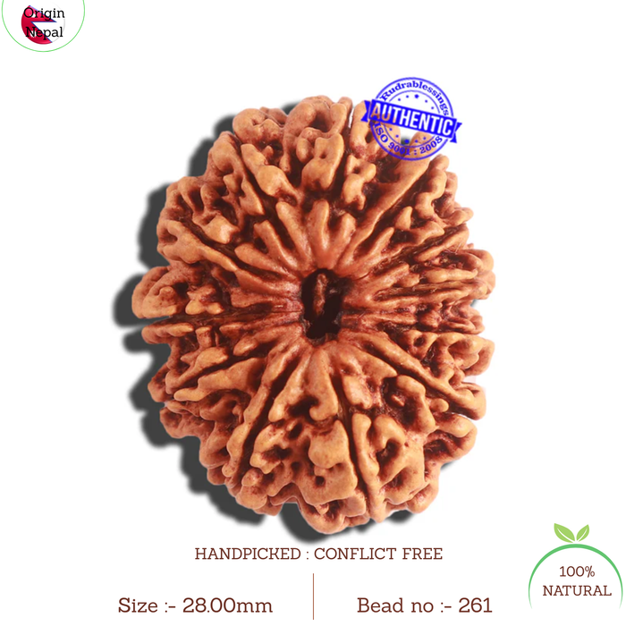 12 Mukhi Nepalese Rudraksha - Bead No. 261