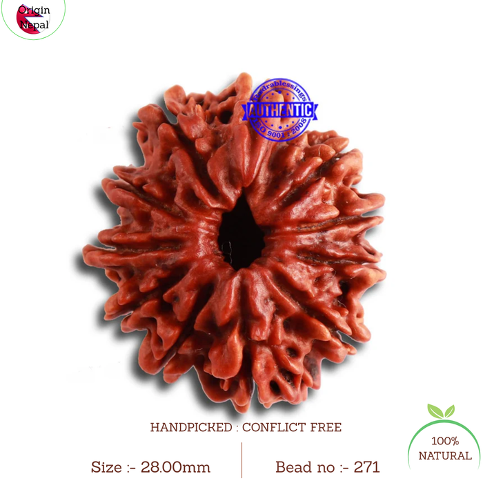12 Mukhi Nepalese Rudraksha - Bead No 271