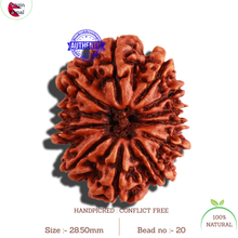 Load image into Gallery viewer, 12 Mukhi Nepalese Rudraksha - Bead No. 20
