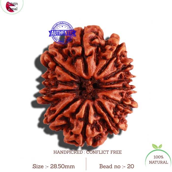 12 Mukhi Nepalese Rudraksha - Bead No. 20