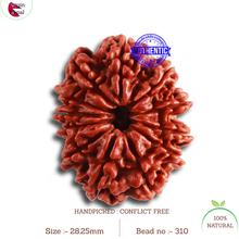 Load image into Gallery viewer, 12 Mukhi Nepalese Rudraksha - Bead No 310
