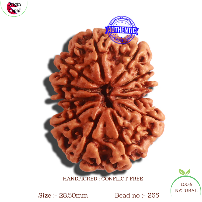 12 Mukhi Nepalese Rudraksha - Bead No. 265