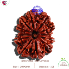 Load image into Gallery viewer, 12 Mukhi Nepalese Rudraksha - Bead No. 105
