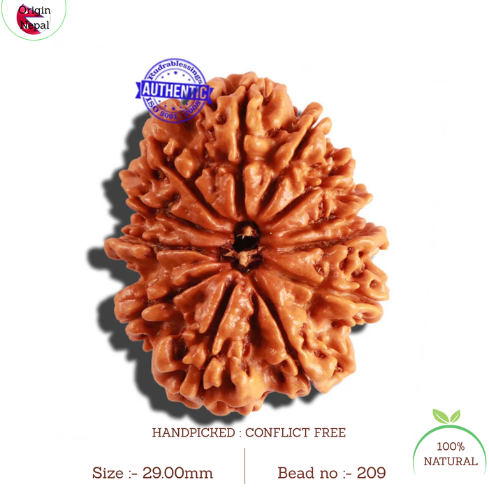 12 Mukhi Nepalese Rudraksha - Bead No 209