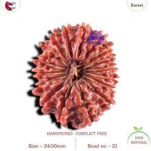 Load image into Gallery viewer, 17 Mukhi Nepalese Rudraksha - Bead No. 21
