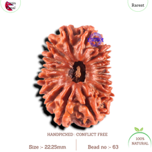 Load image into Gallery viewer, 17 Mukhi Nepalese Rudraksha - Bead No. 63
