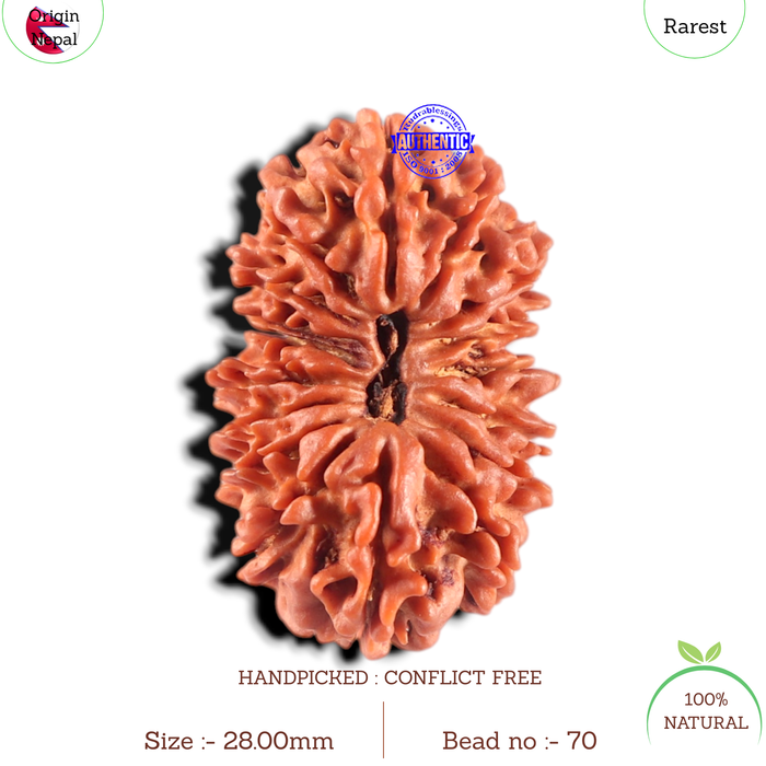 17 Mukhi Nepalese Rudraksha - Bead No. 70