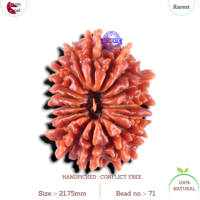 17 Mukhi Nepalese Rudraksha - Bead No. 71