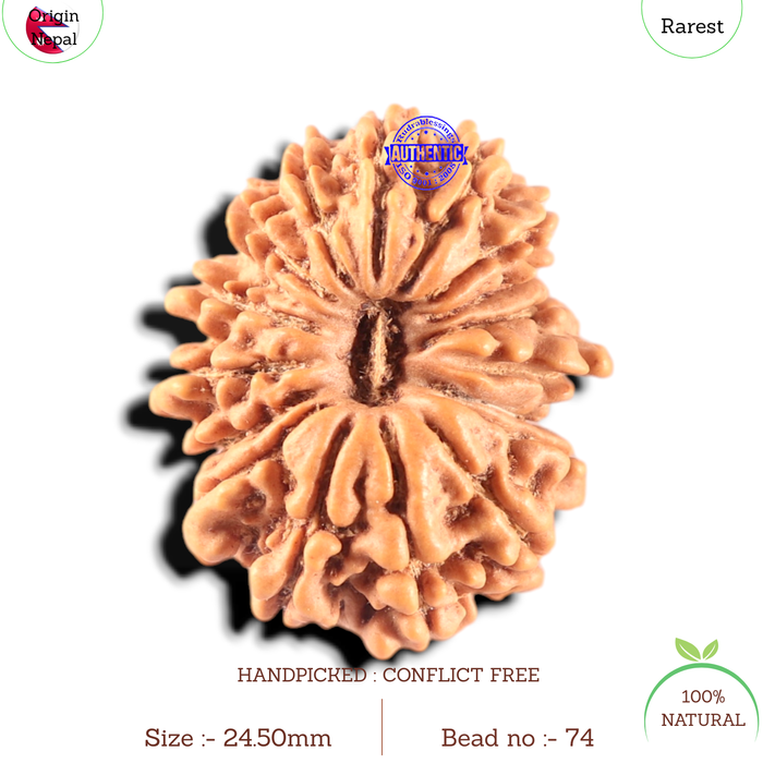 17 Mukhi Nepalese Rudraksha - Bead No. 74